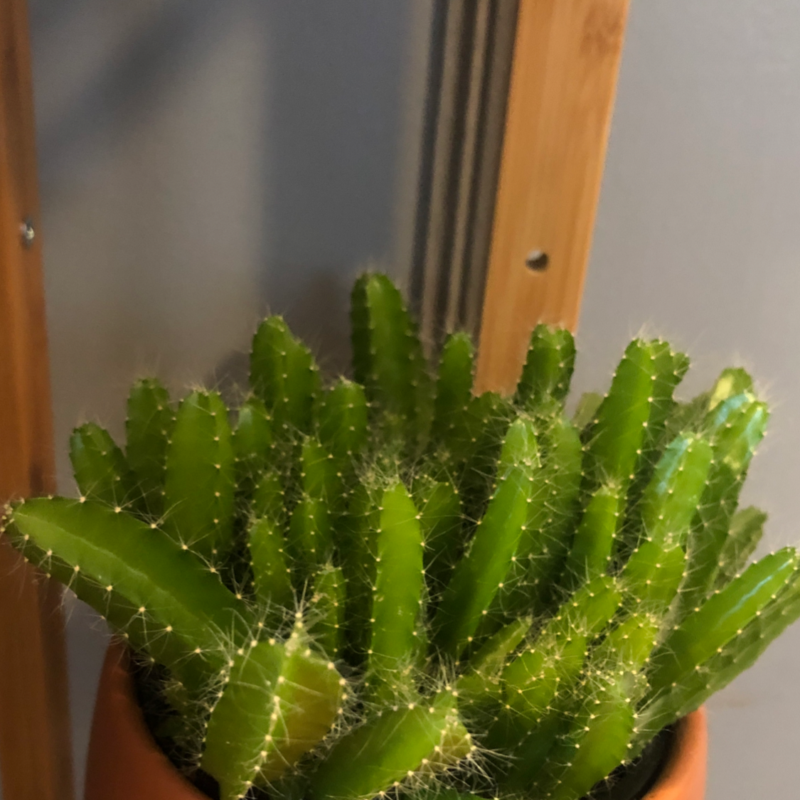 Sproutacus