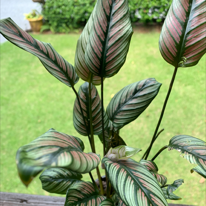 Goeppertia majestica plant with patterned leaves, well-framed and healthy.