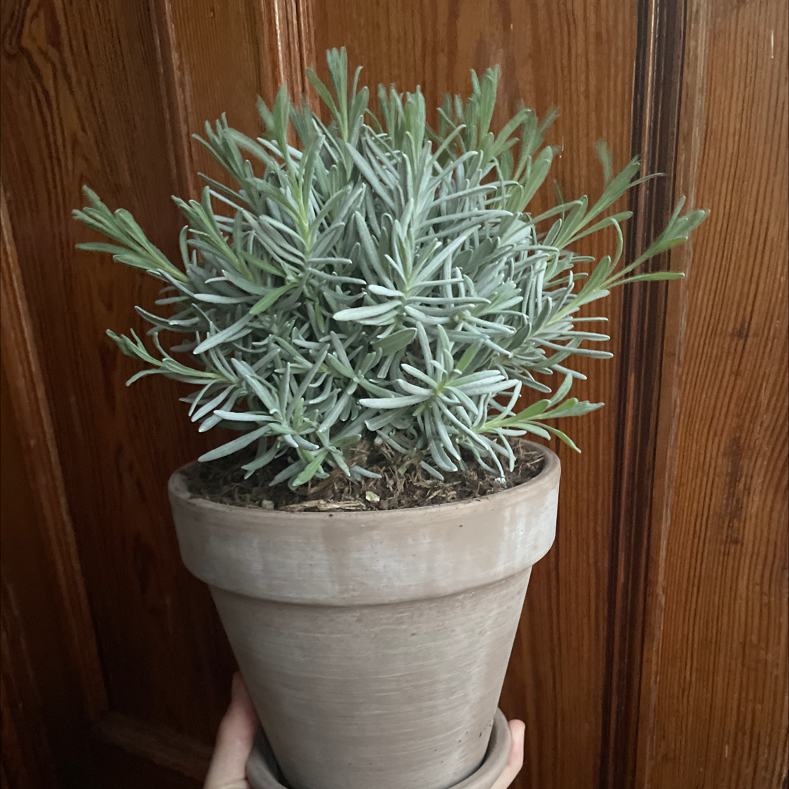 English Lavender plant photo by @AllieBee named Violet on Greg, the plant care app.