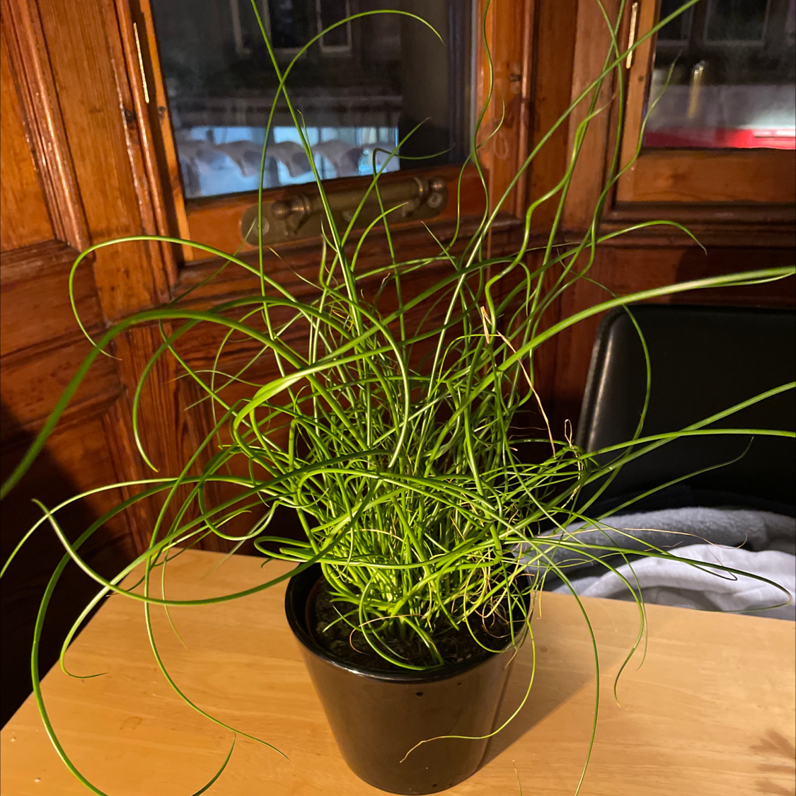Corkscrew rush plant in a black pot on a wooden surface with wooden panels and a window in the background.