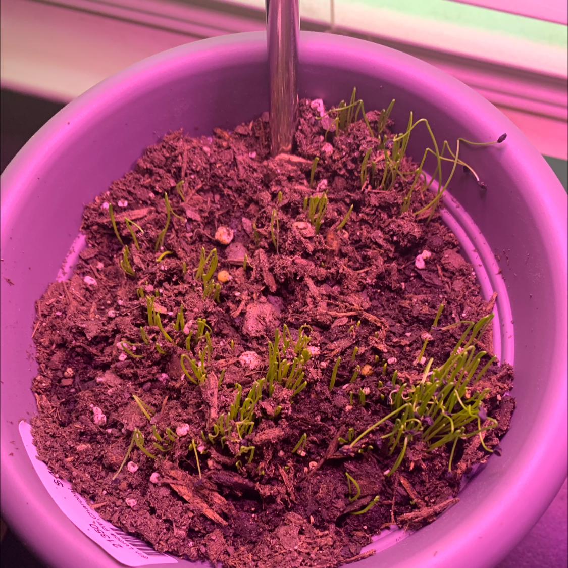 Potted Globe Onion plant with small green shoots emerging from the soil.