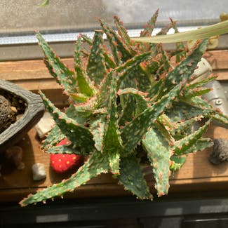Tiger Tooth Aloe plant in Somewhere on Earth