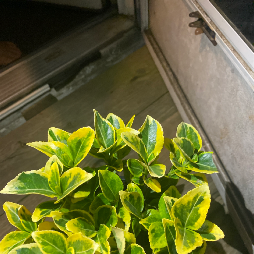 Fortune's Spindle plant with variegated green and yellow leaves.