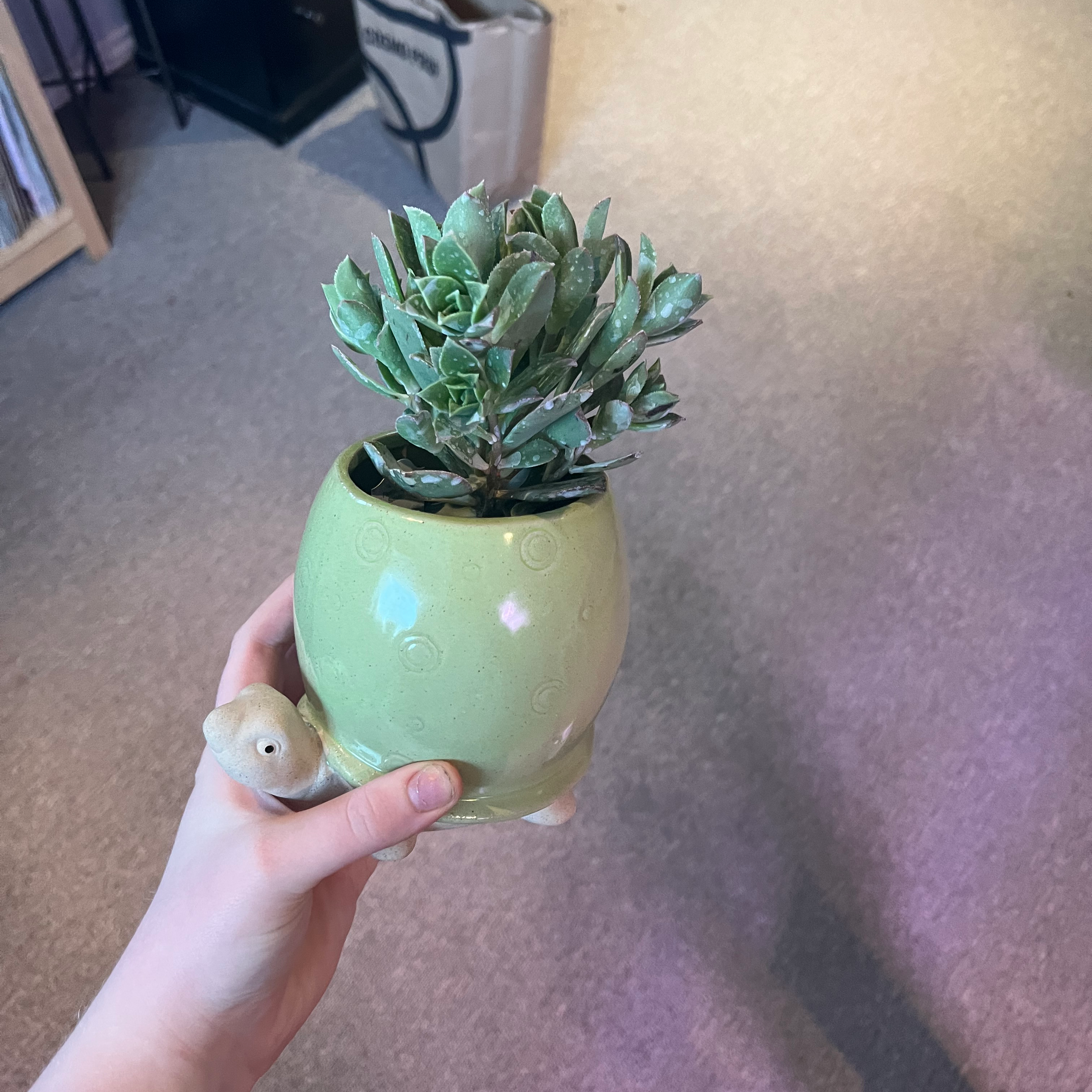 ️ How and When Should I Cut Back My Succulent?