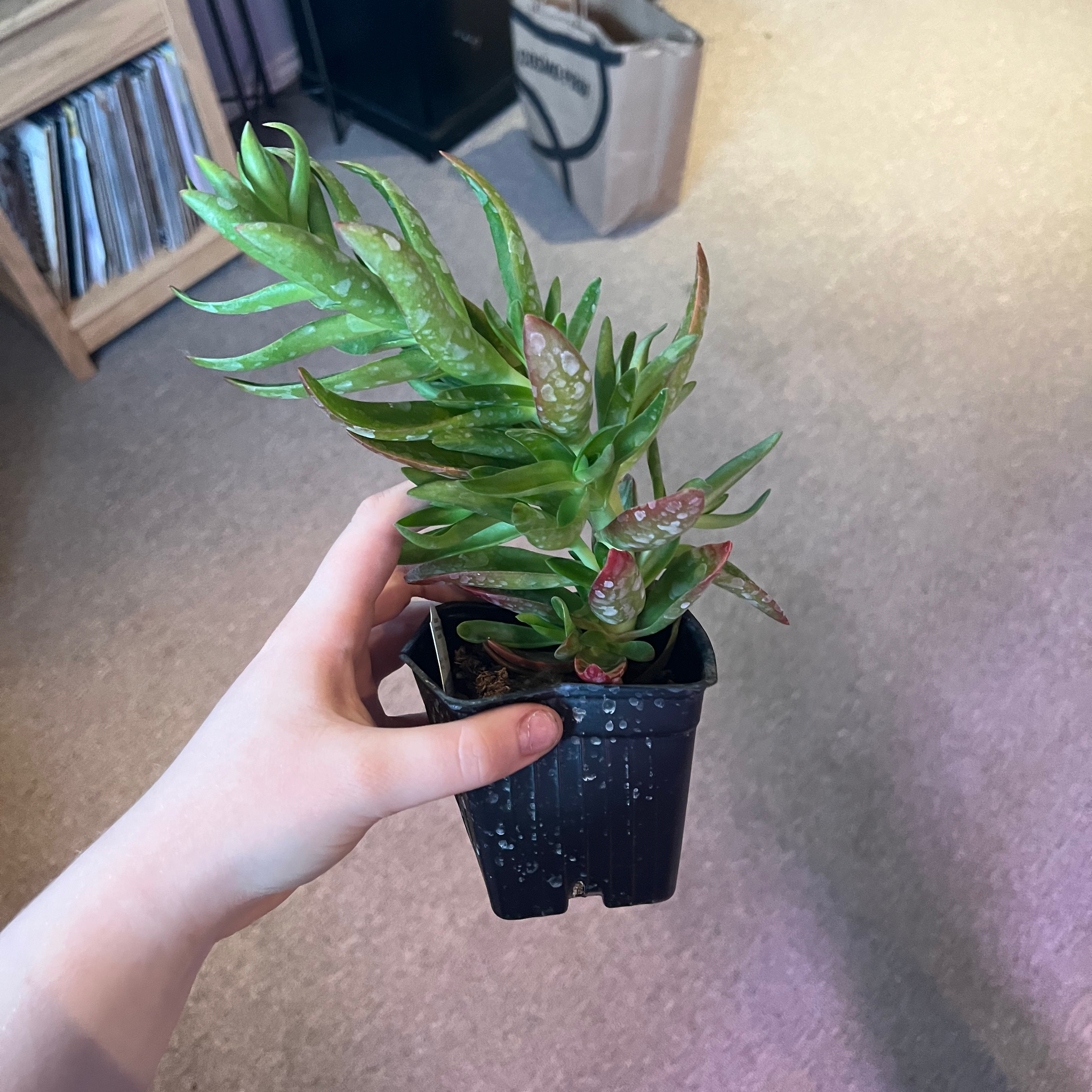 A succulent plant with green leaves and red tips in a black pot, held by a hand.