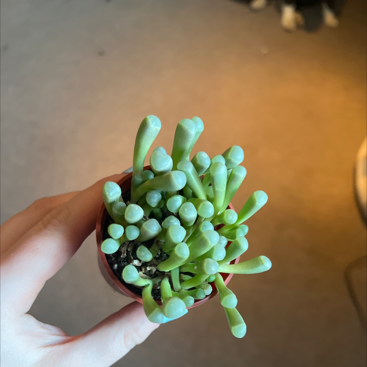 Healthy Baby Toes plant (Fenestraria rhopalophylla) held in a hand, with visible soil.
