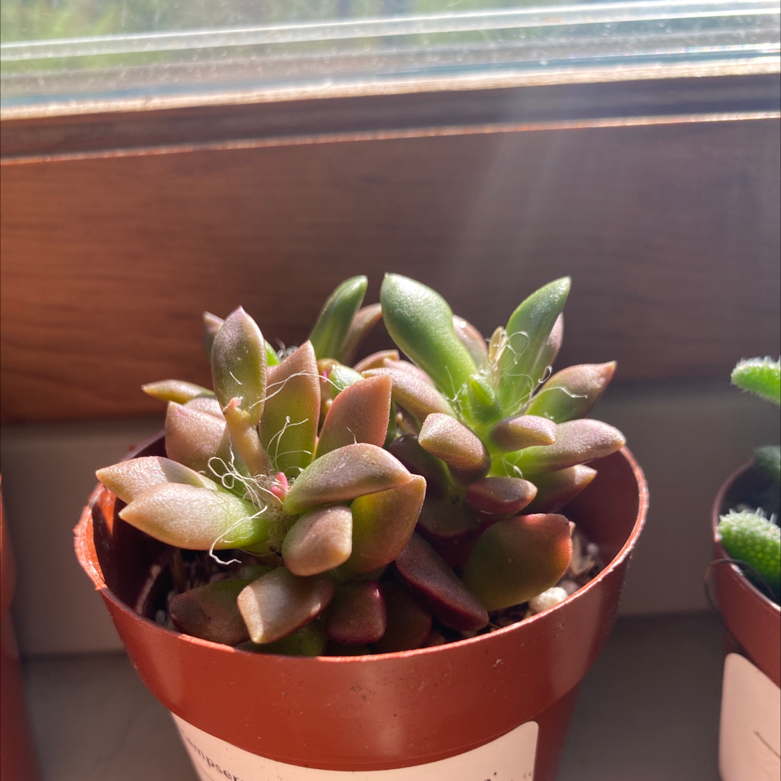 Potted Anacampseros 'Sunrise' succulent near a window with sunlight.