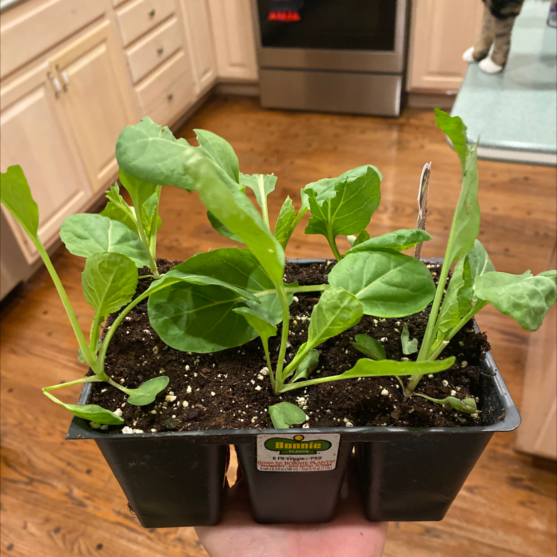 Diagnosing brussels sprouts root rot