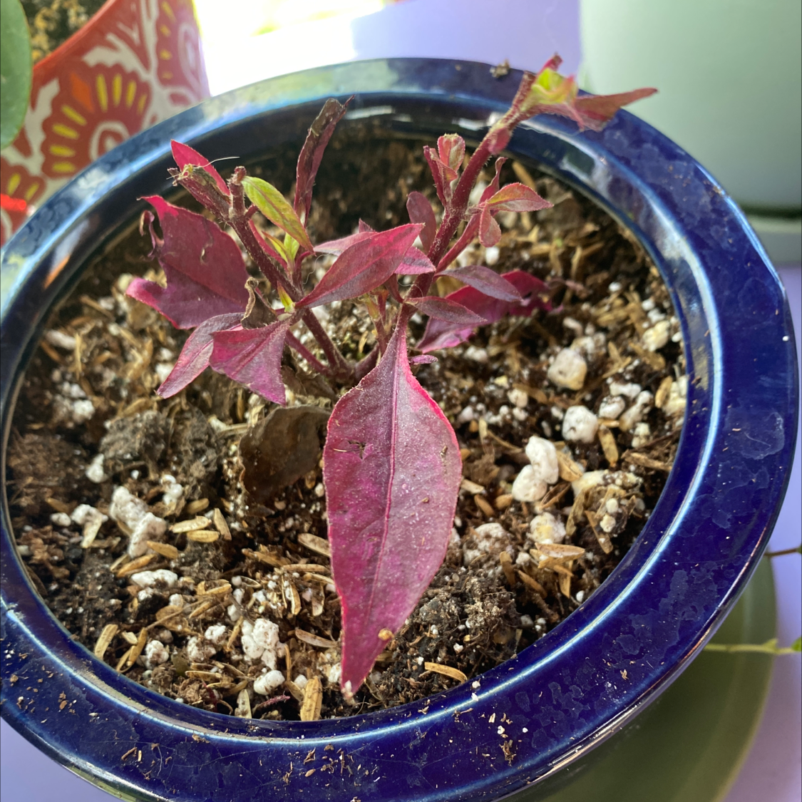 Brazilian Joyweed plant in a blue pot with visible soil and some leaf discoloration.
