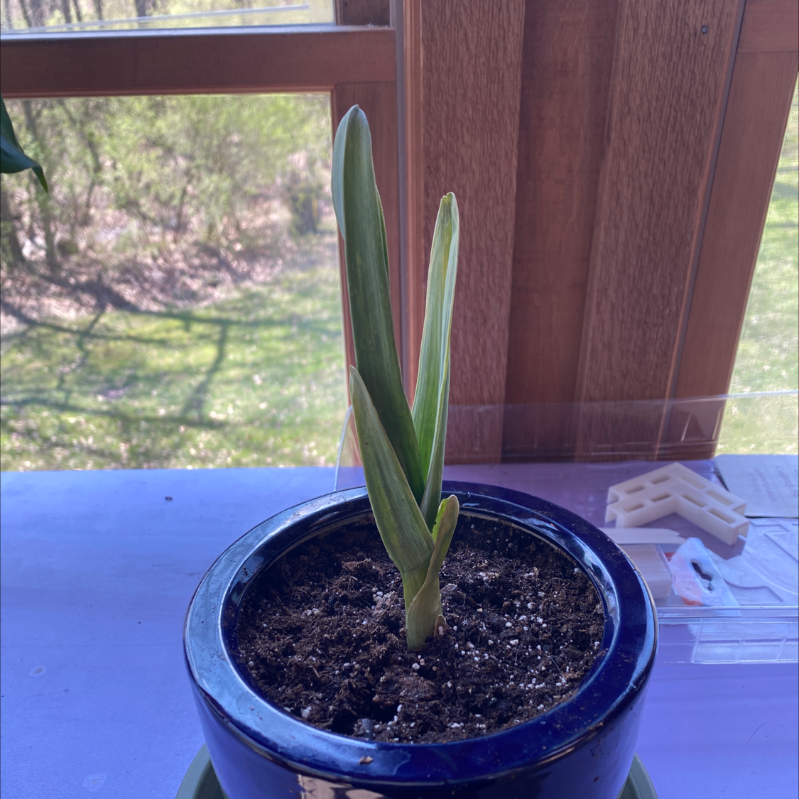 Young Elephant Garlic plant in a pot with visible soil, healthy green leaves.