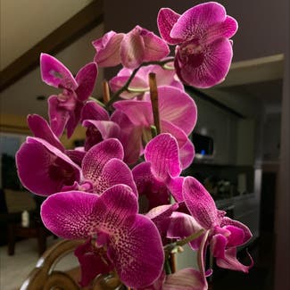 Phalaenopsis Orchid plant in Wood Dale, Illinois