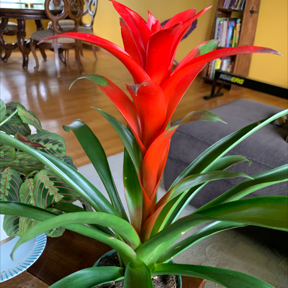 Aechmea fasciata 'Primera' with bright red bracts and healthy green leaves.