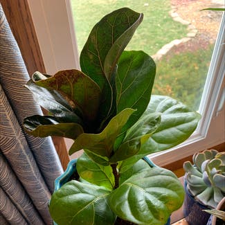 Fiddle Leaf Fig plant in Wood Dale, Illinois