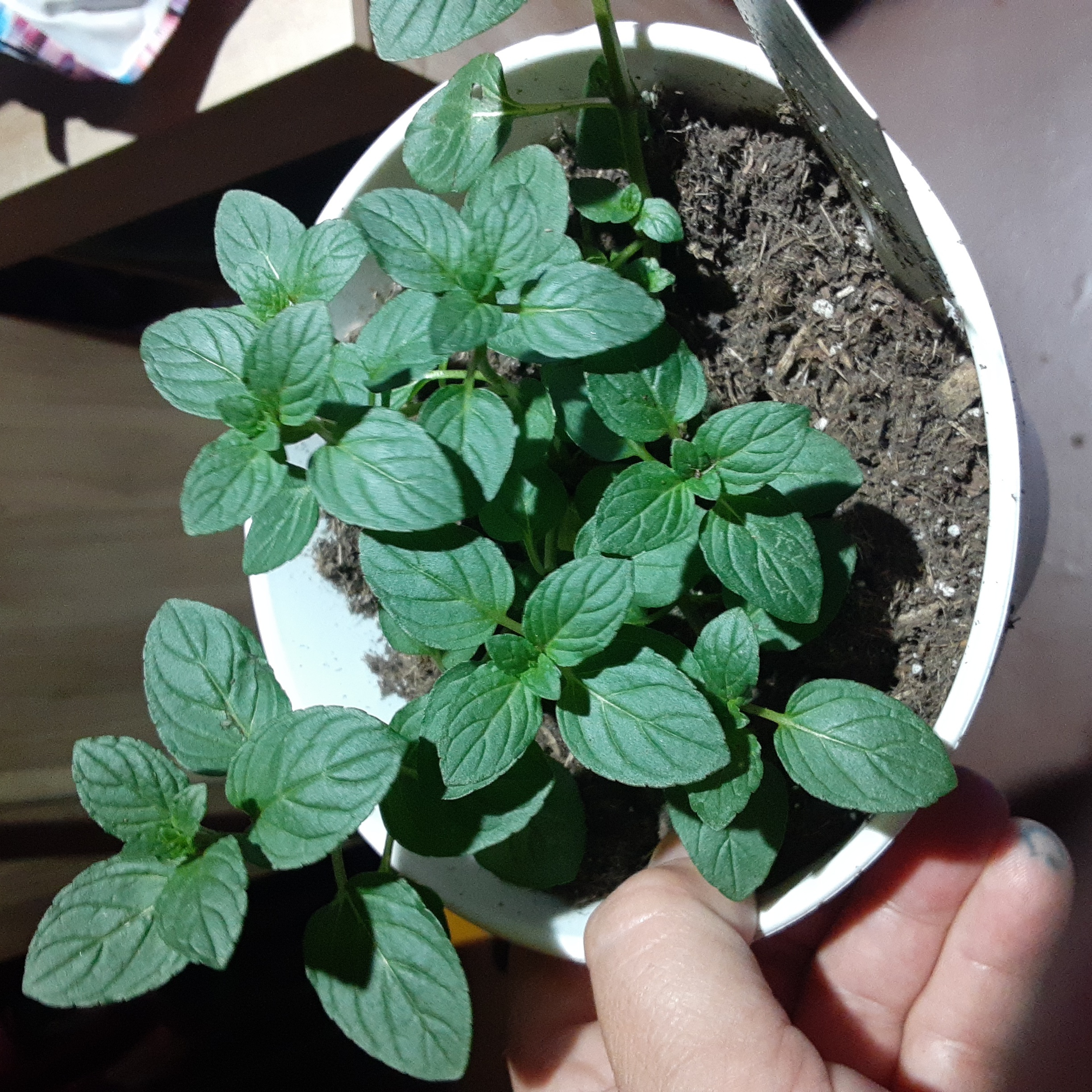 Potted Chocolate Mint plant with healthy green leaves and visible soil.