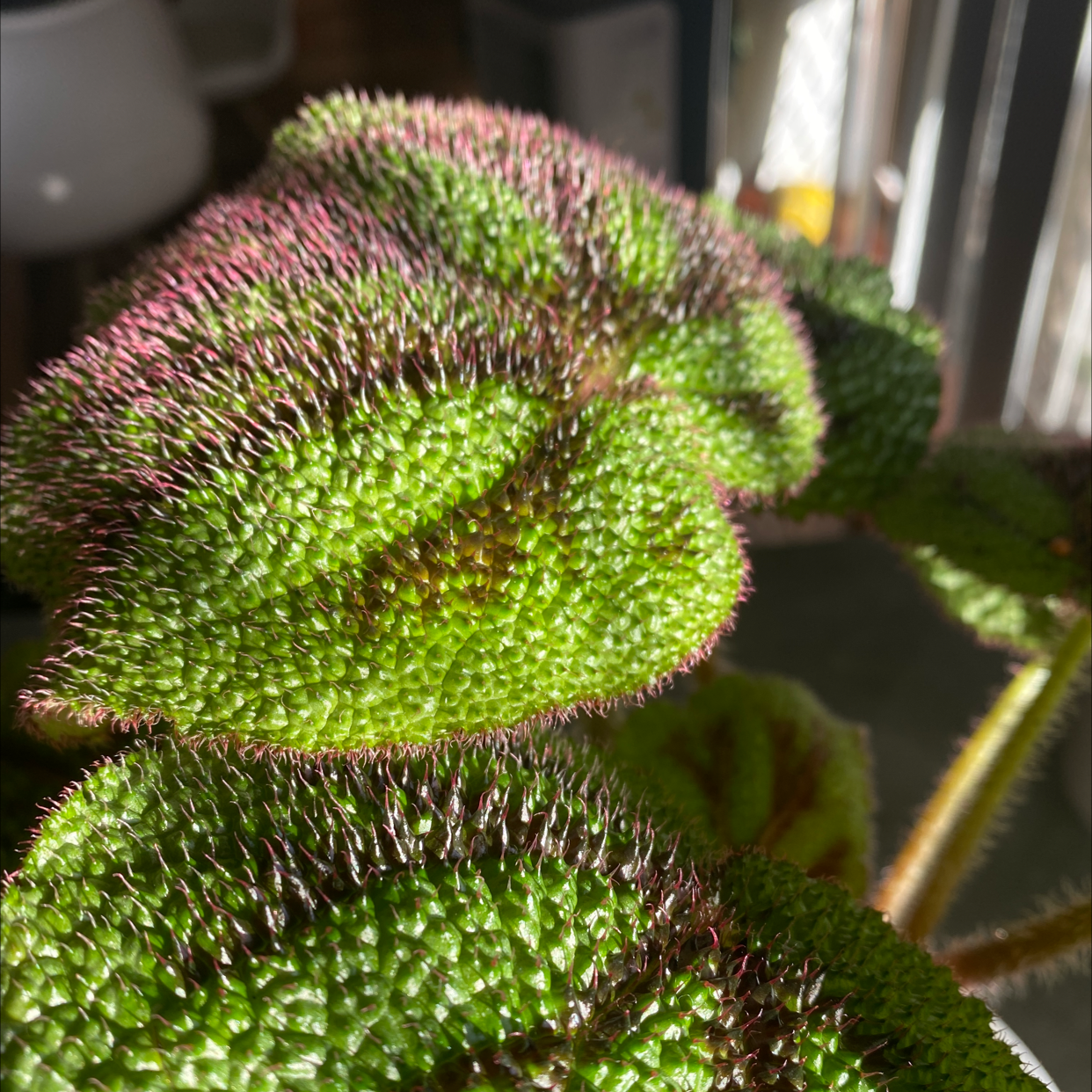 Why Are My Iron Cross Begonia Leaves Falling Over?