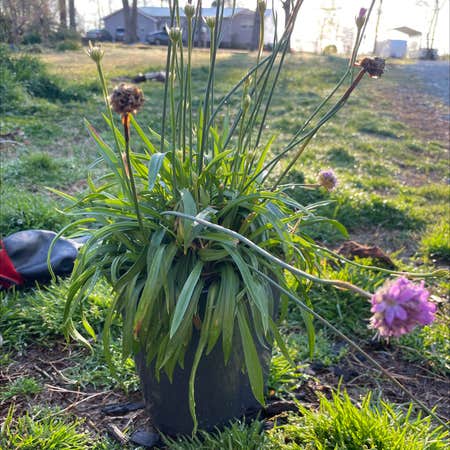 Photo of the plant species Armeria arenaria by @TolerantWavycap named Purple girl on Greg, the plant care app