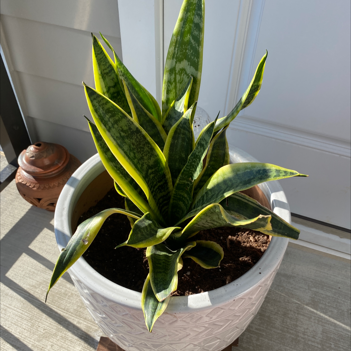 Snake Plant plant photo by @NotableGray named Your plant on Greg, the plant care app.