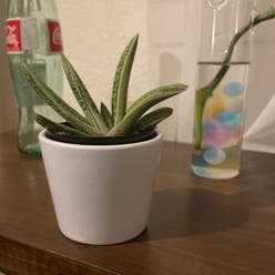 Little Warty plant