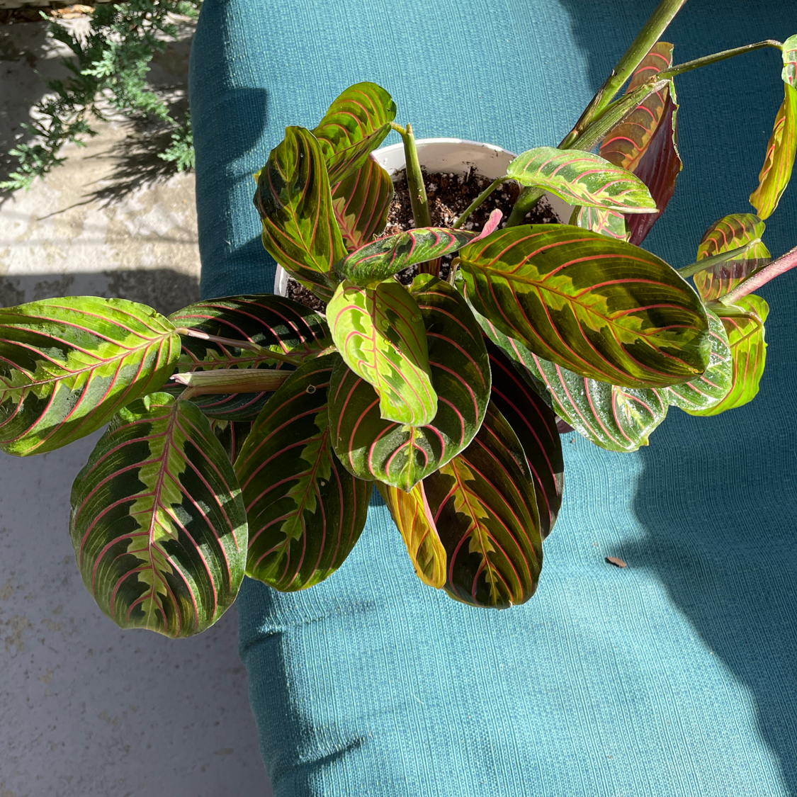 Green Prayer Plant plant photo by @Callenjb171 named Biddy on Greg, the plant care app.