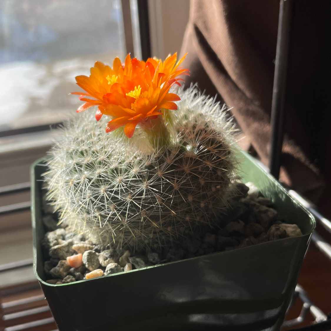 Scarlet Ball Cactus with a vibrant orange flower blooming, potted in a small container.