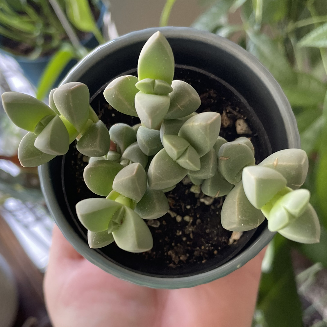 Photo of the plant species Beads Lampranthus by @Callenjb171 named Poser on Greg, the plant care app
