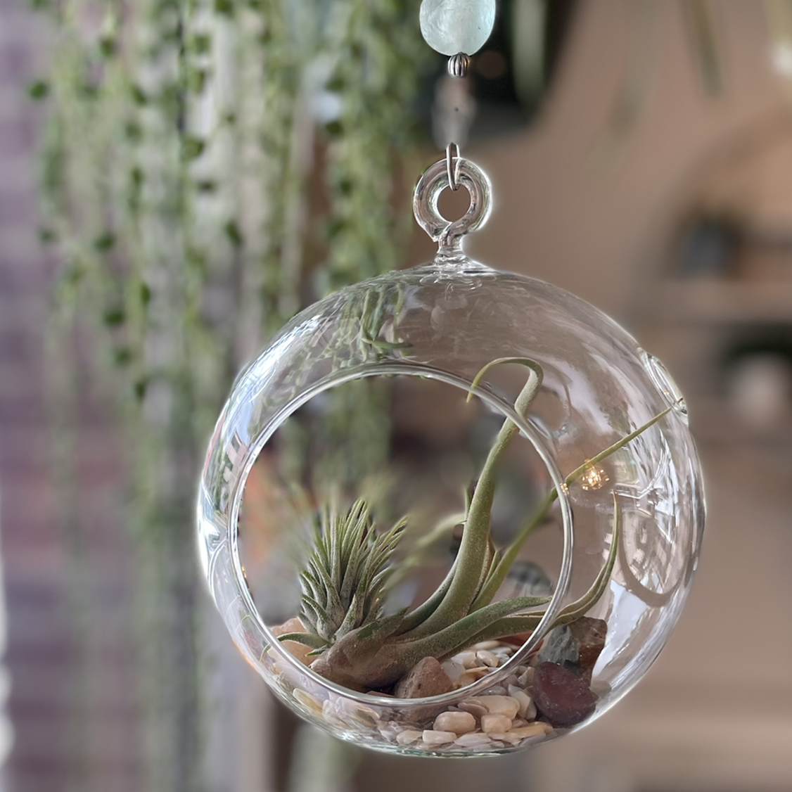 Photo of the plant species Tillandsia harrisii by @Callenjb171 named Airbuds on Greg, the plant care app