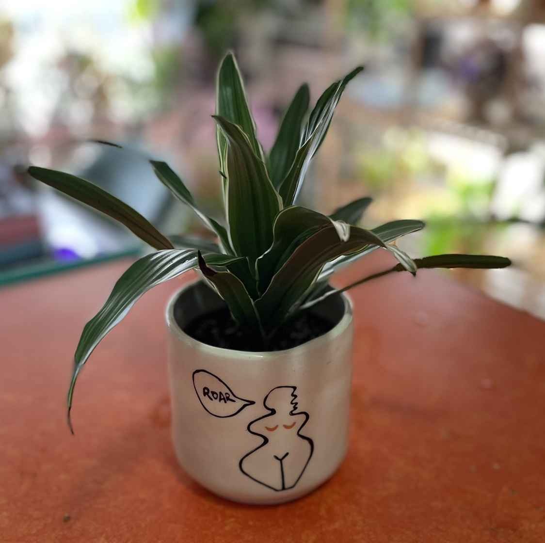 Dracaena 'Warneckii' plant in a white pot with a drawing, healthy and well-focused.