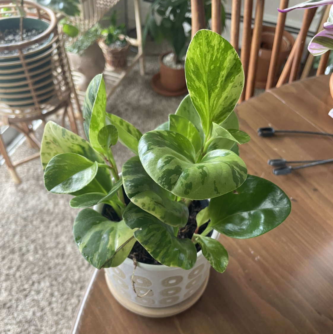 Marble Peperomia plant in a white pot on a wooden table, with vibrant green variegated leaves.