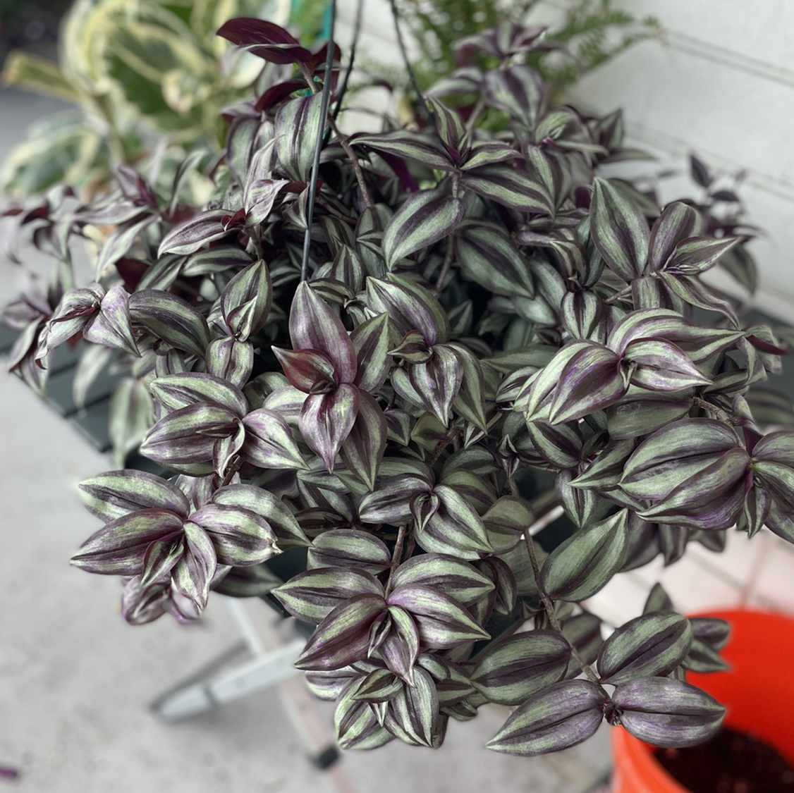 Photo of the plant species Tradescantia Zebrina by @Callenjb171 named Wd on Greg, the plant care app