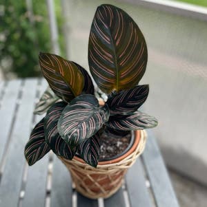 Pinstripe Calathea plant photo by @Callenjb171 named Tigre on Greg, the plant care app.