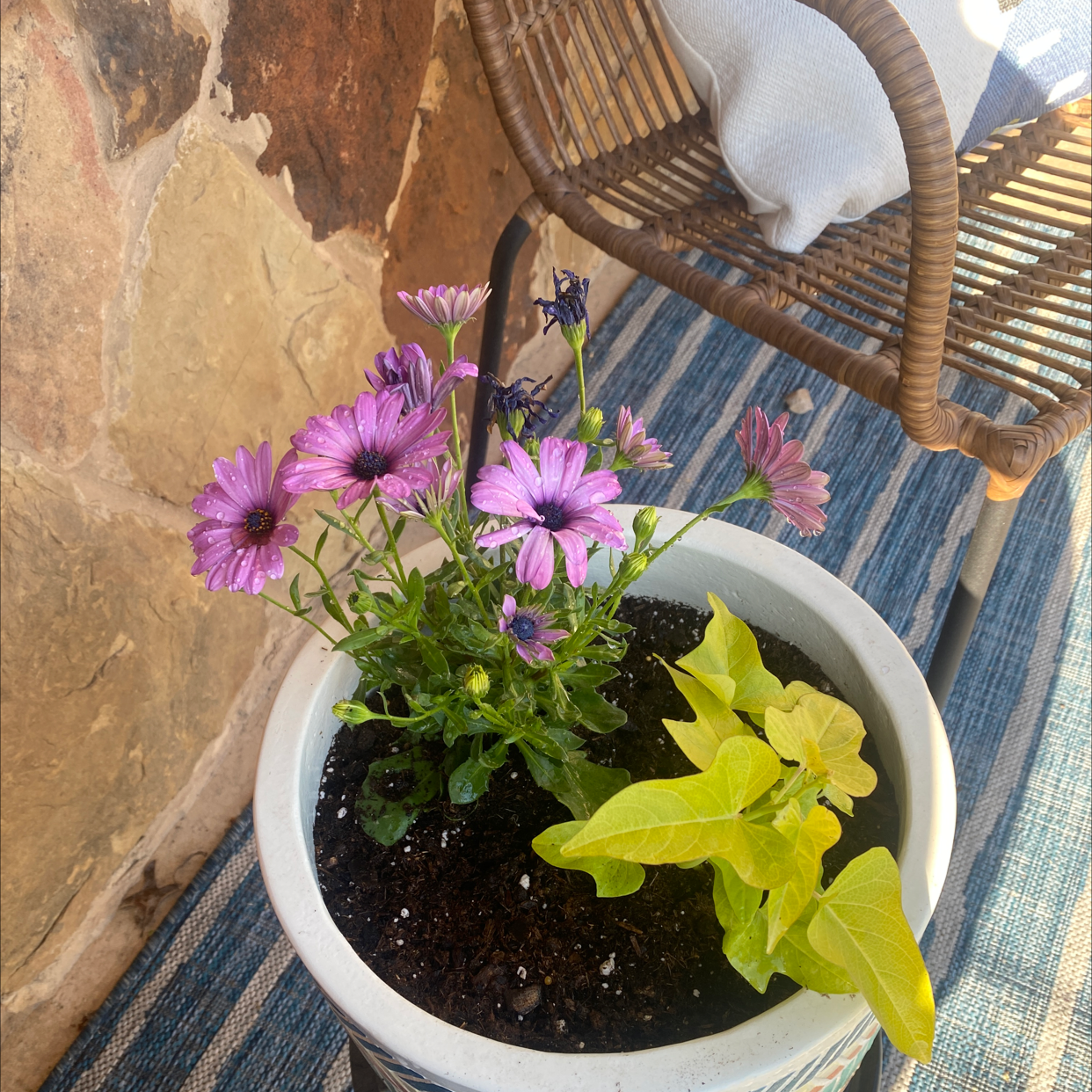 Potted Van Staden's river daisy with purple flowers and a smaller plant with yellow leaves.