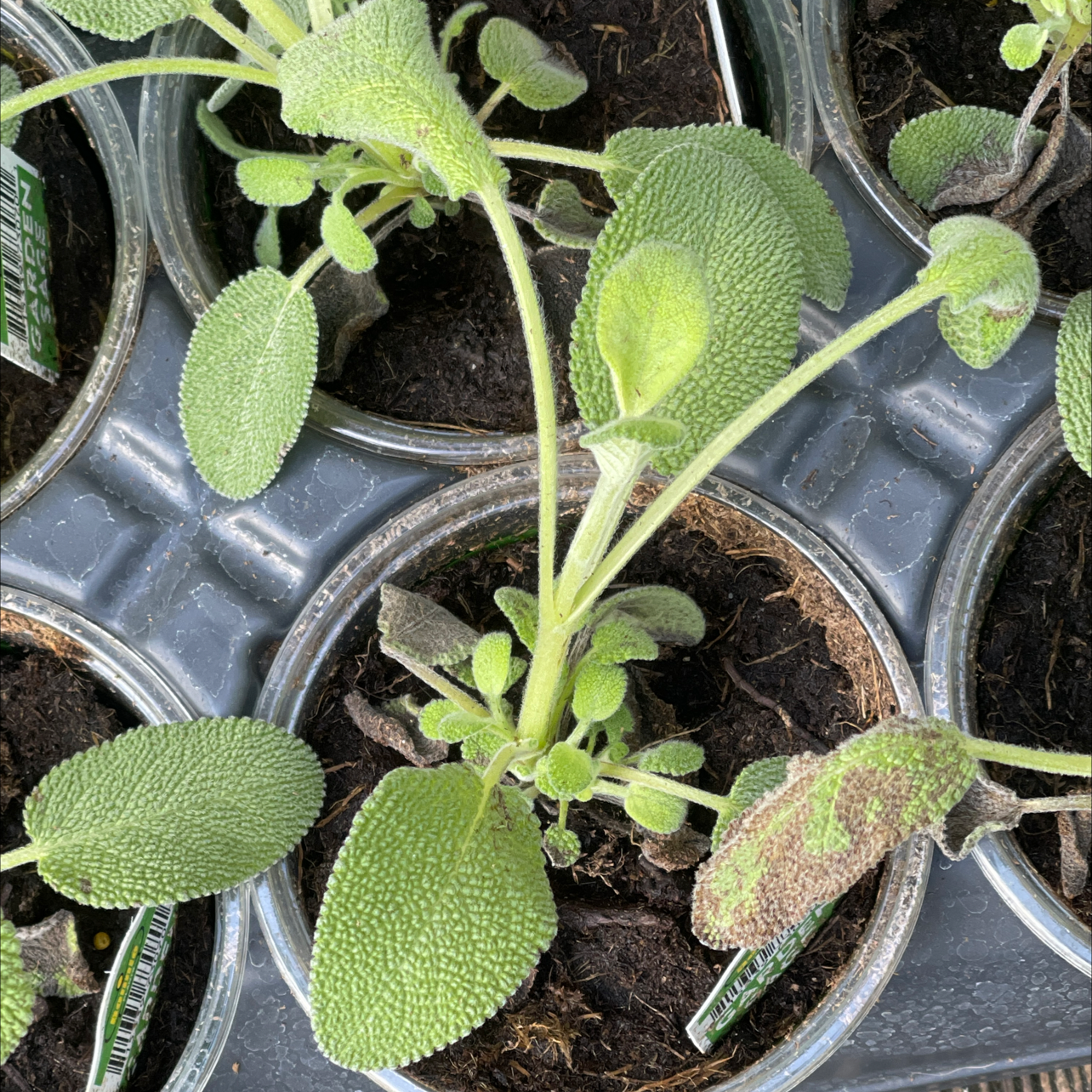 Lamb's Ear plant in a plastic container with visible soil and some browning leaves.