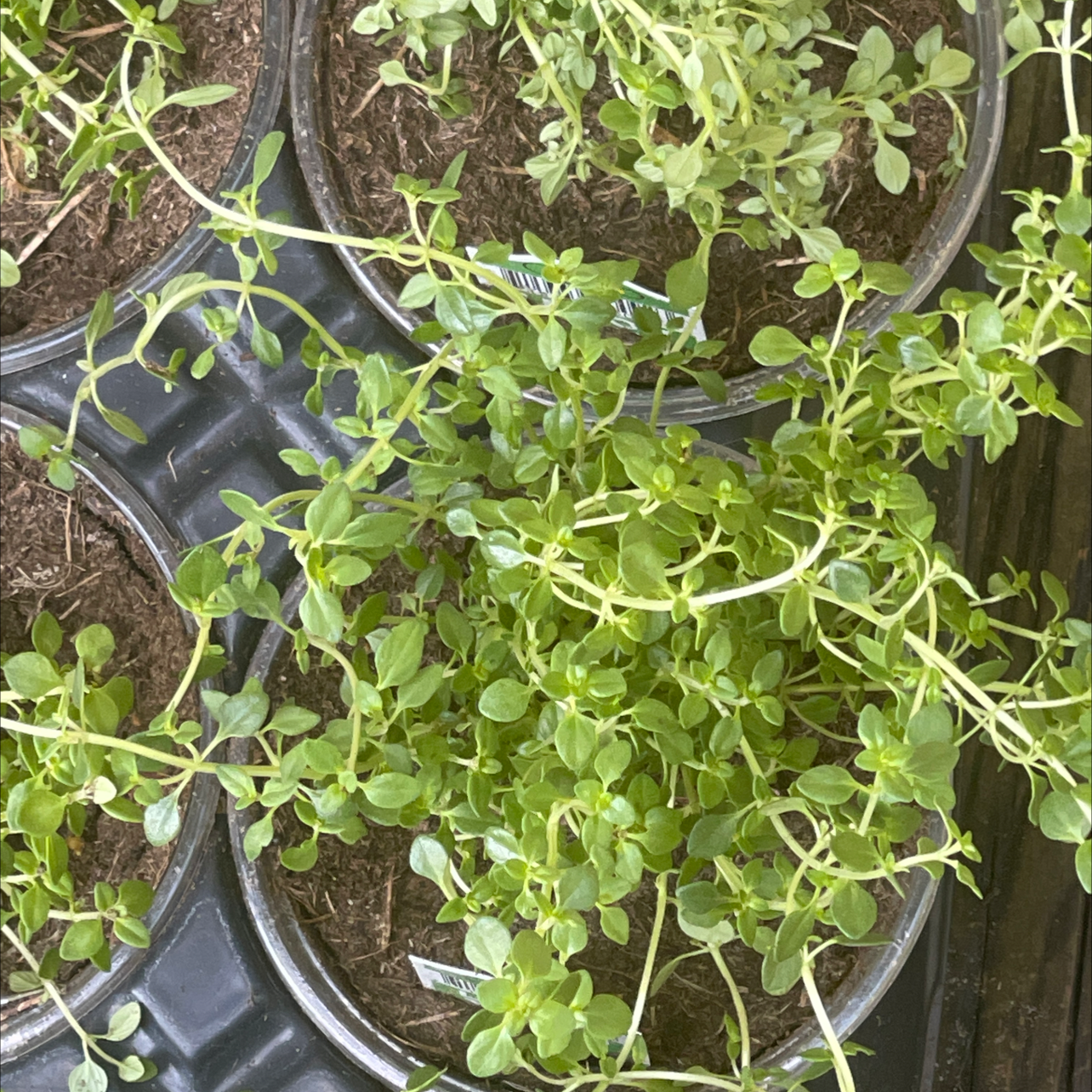 Lemon Thyme plant in a pot with vibrant green leaves and visible soil.