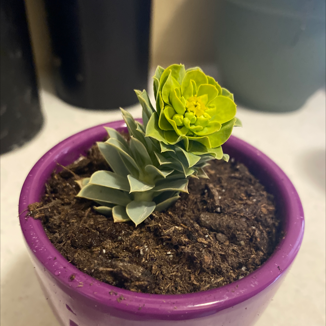 Myrtle Spurge plant in a purple pot with visible soil and flowers.