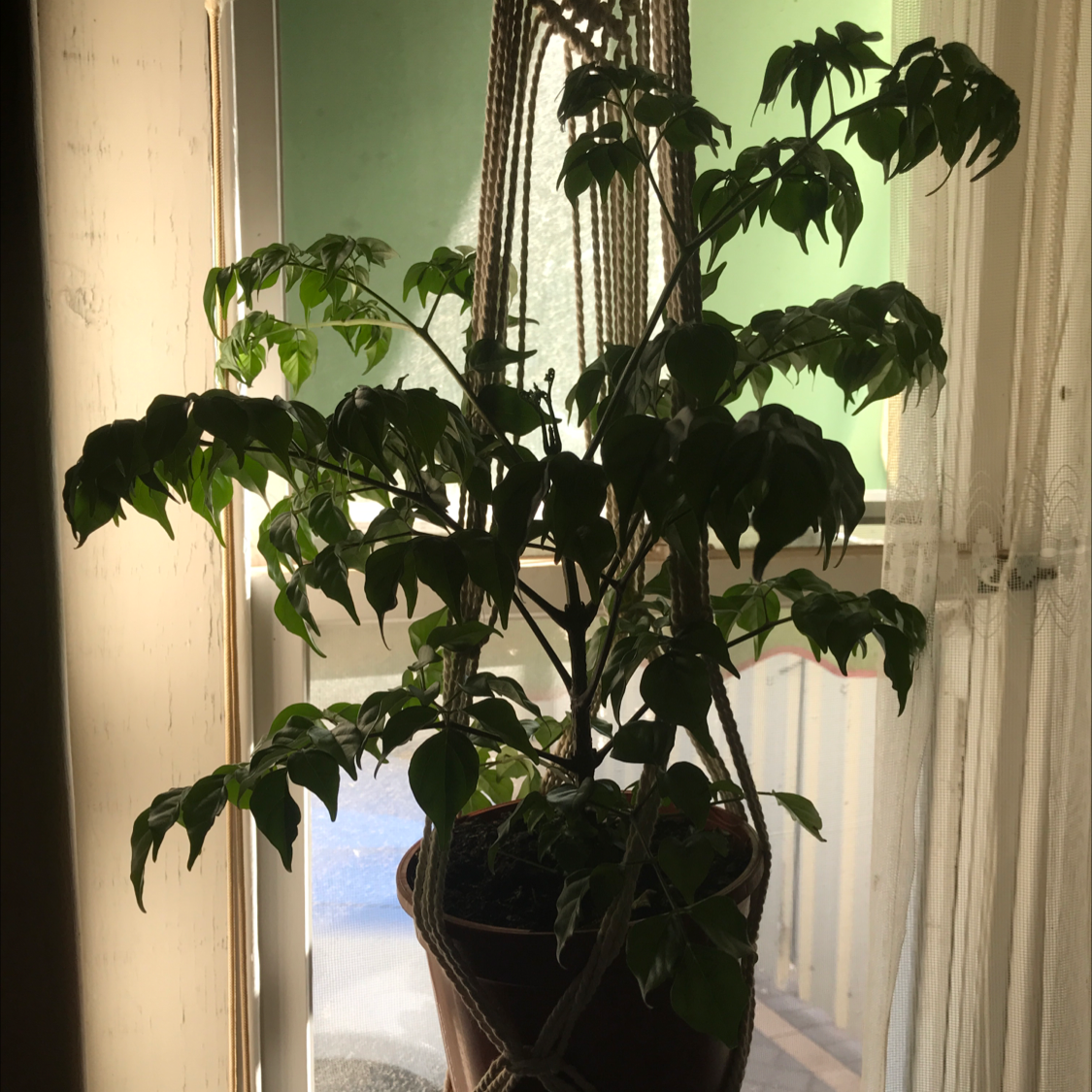Healthy China Doll plant with lush green foliage and delicate compound leaves, growing in a pot indoors.