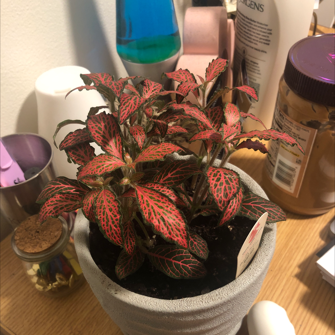 Red Anne Nerve Plant in a pot with vibrant red and green leaves on a wooden surface.