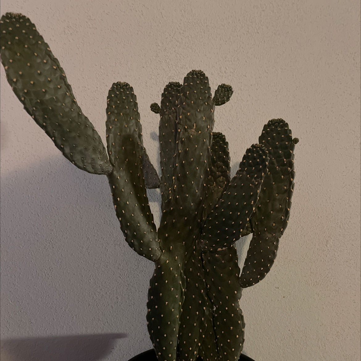 Woolyjoint Prickly Pear cactus with multiple pads in a pot against a plain wall.