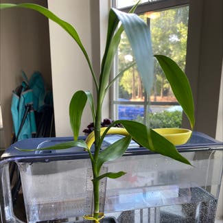 Lucky Bamboo plant in Greenville, South Carolina