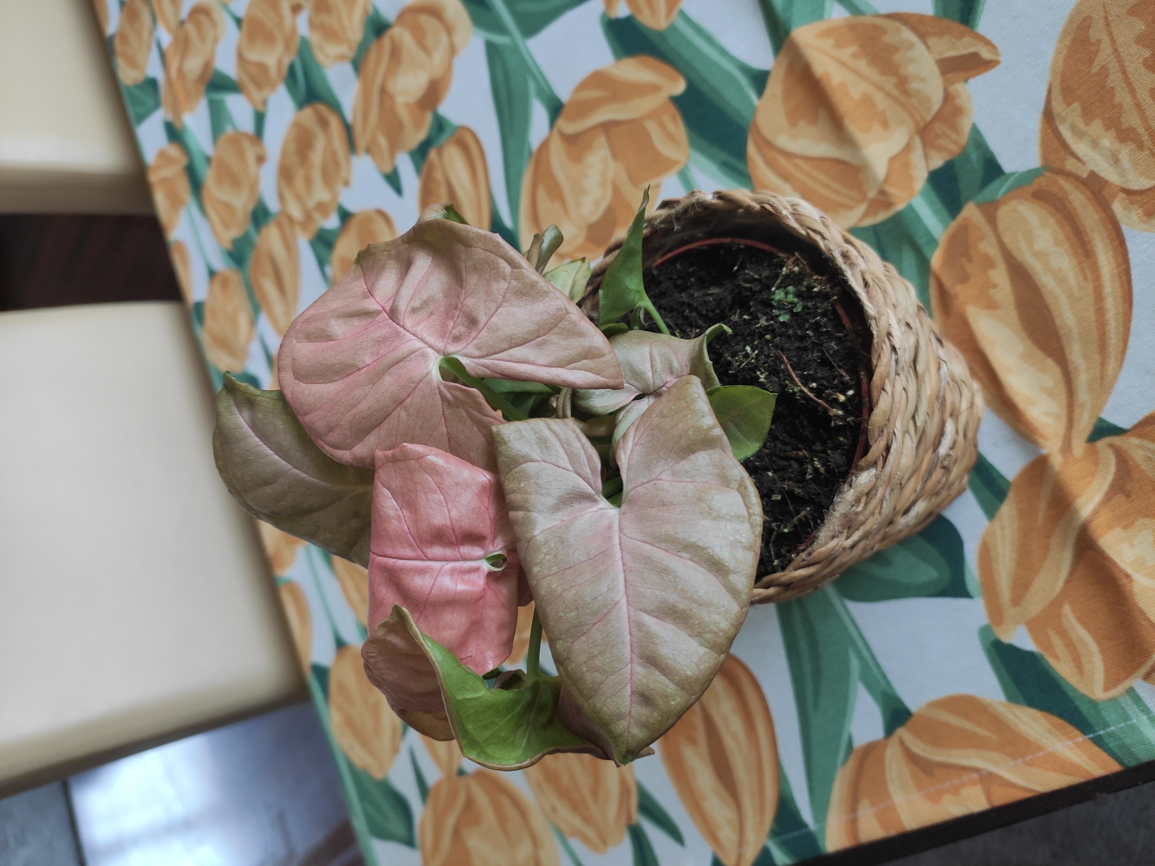 Pink Arrowhead Vine in a woven pot with green and pink leaves on a floral tablecloth.