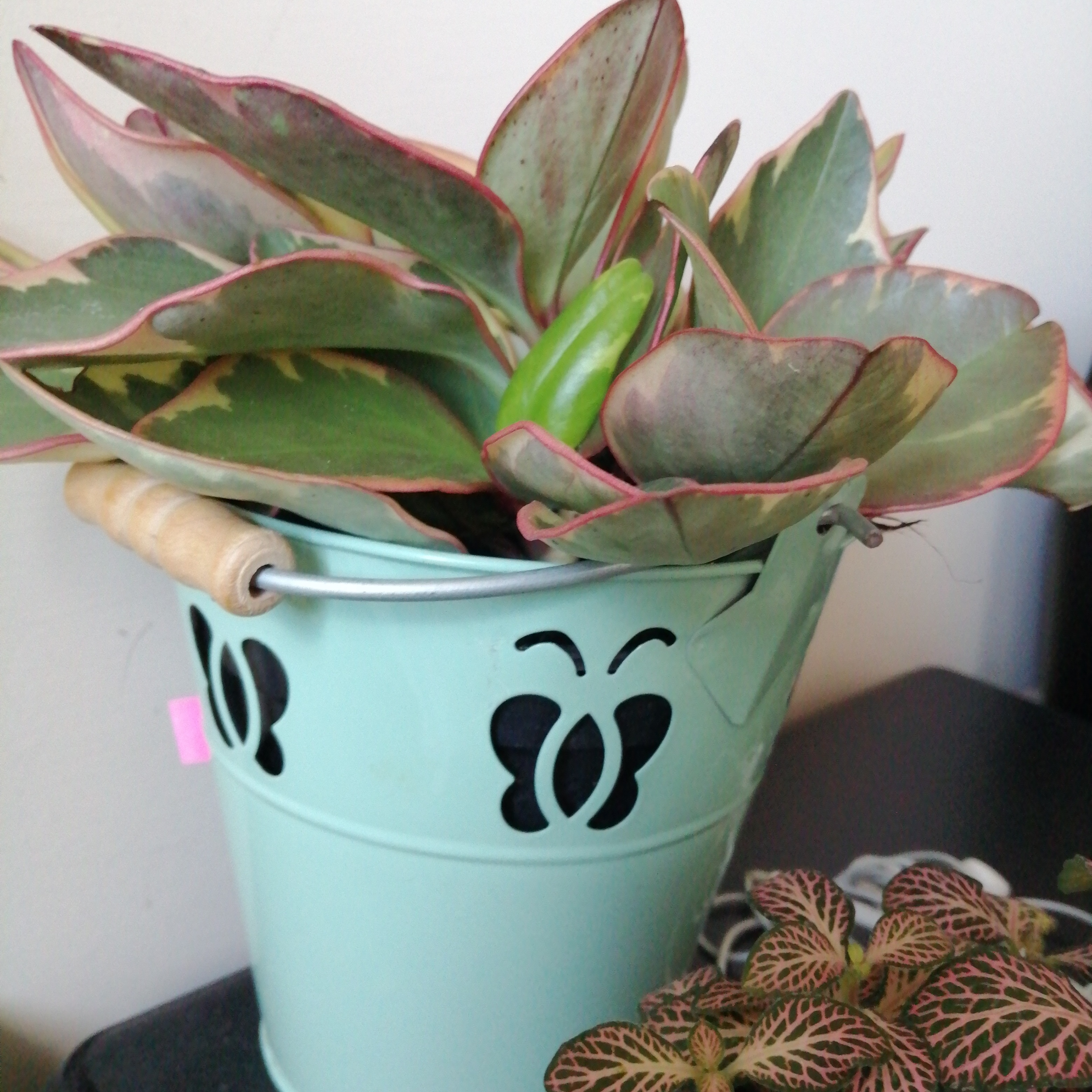 Jelly Peperomia plant in a decorative pot, healthy leaves, no visible discoloration.