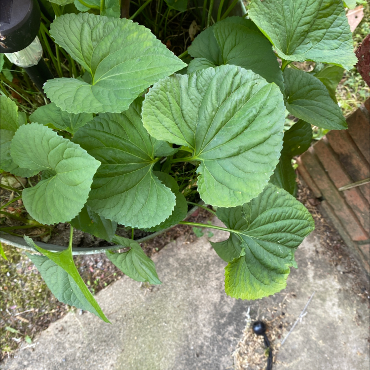 Healthy Common Blue Violet plant with broad, green leaves.