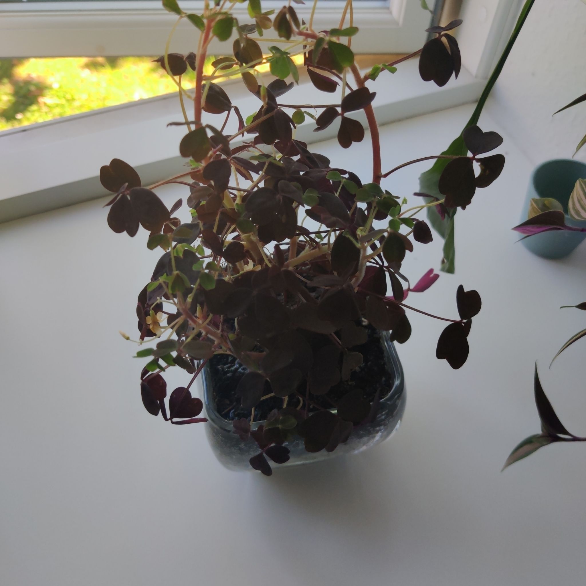 Creeping Woodsorrel plant in a glass container on a windowsill.