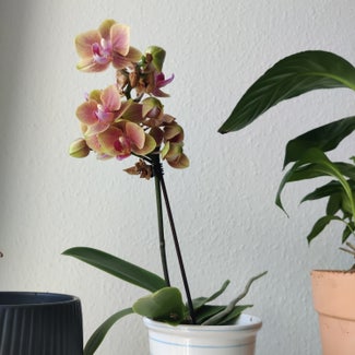 Phalaenopsis Orchid plant in København, Capital Region of Denmark