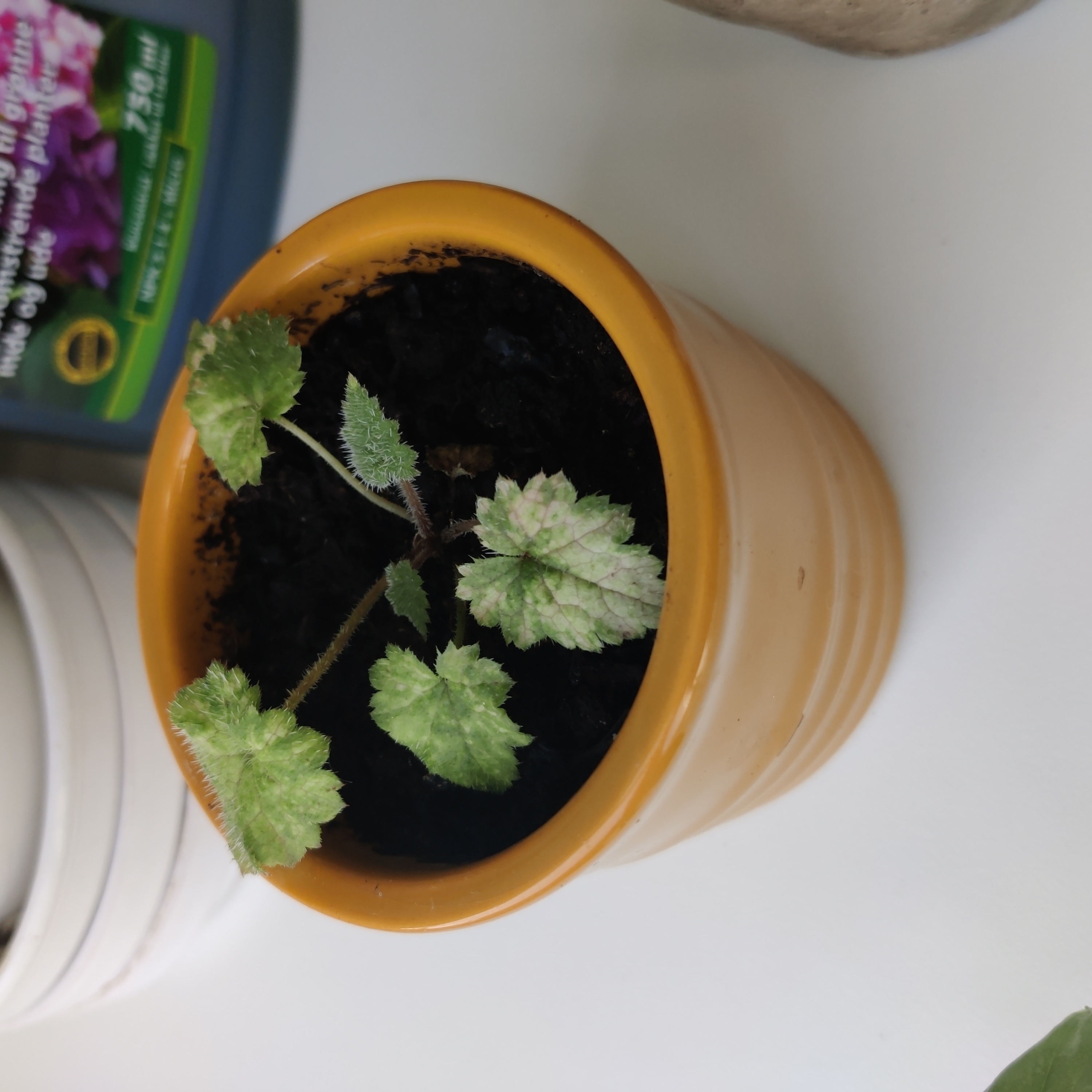 Pick-a-Back-Plant in a yellow pot with some leaf discoloration.
