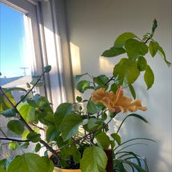Chinese Hibiscus plant