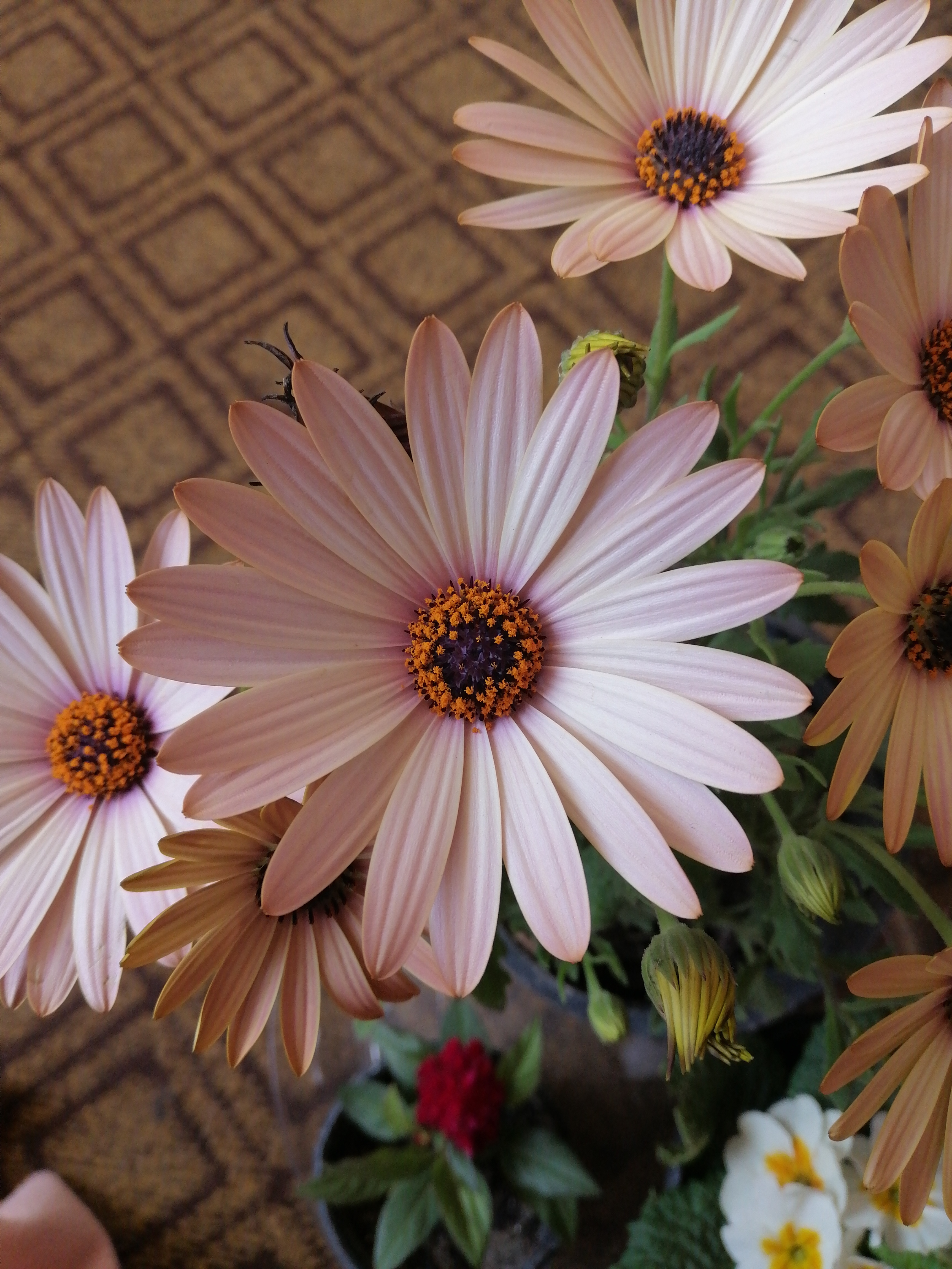 Van Staden's river daisy with pink petals and dark central disc, healthy and vibrant.