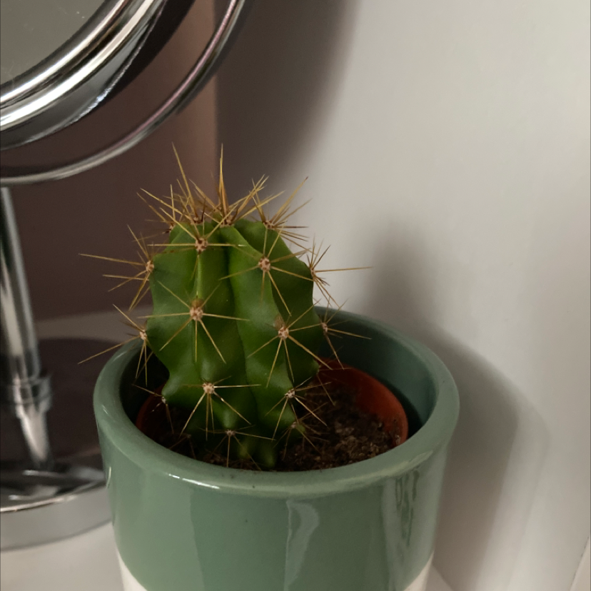 Scarlet Hedgehog Cactus in a pot with visible soil, well-framed and in focus.