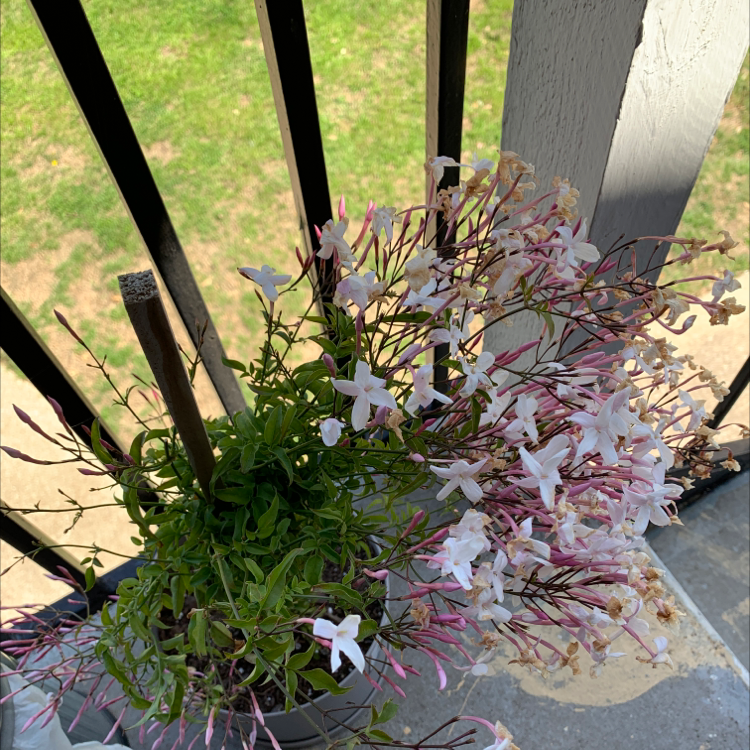 Pink Jasmine plant with numerous white and pink flowers in a pot on a balcony.