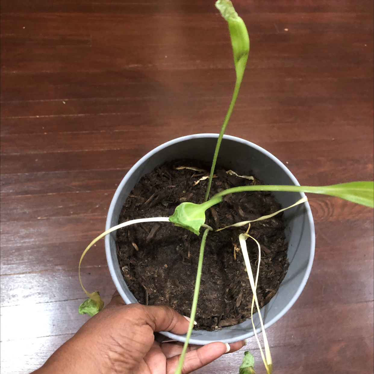 Your plant