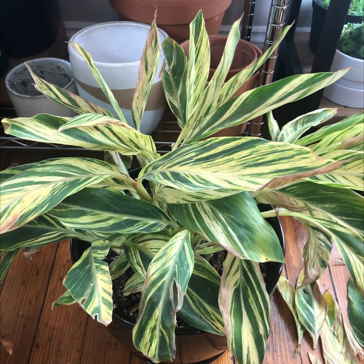 Variegated Shell Ginger plant with variegated leaves and some browning edges, potted indoors.